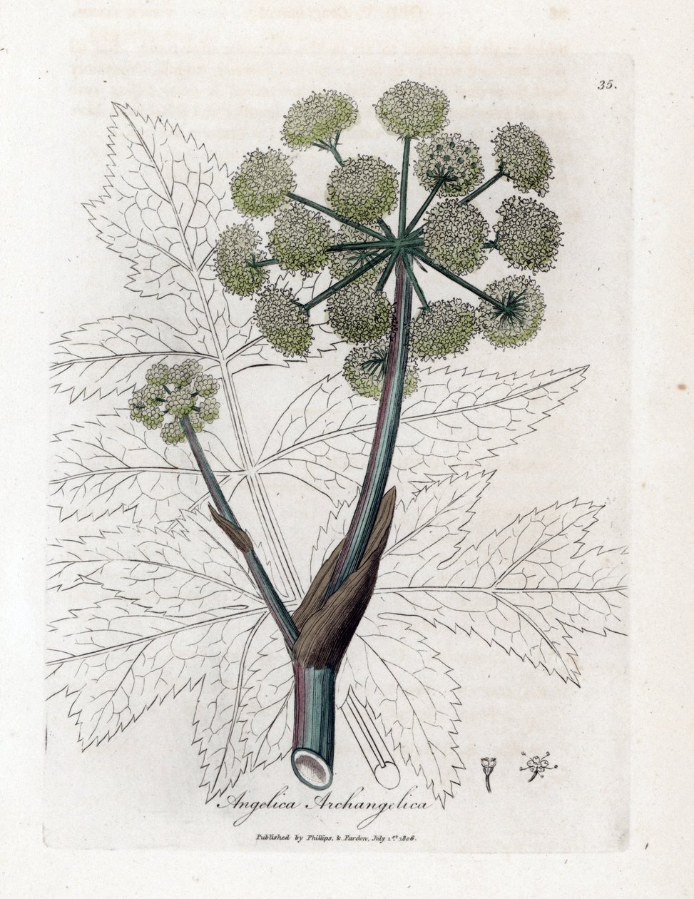 Angelique true ou officinal ou archangelique - Garden angelica, Angelica archangelica archangelica. Gravura em chapa de cobre colorida à mão a partir de uma ilustração botânica de James Sowerby de William Woodville e Sir William Jackson Hooker