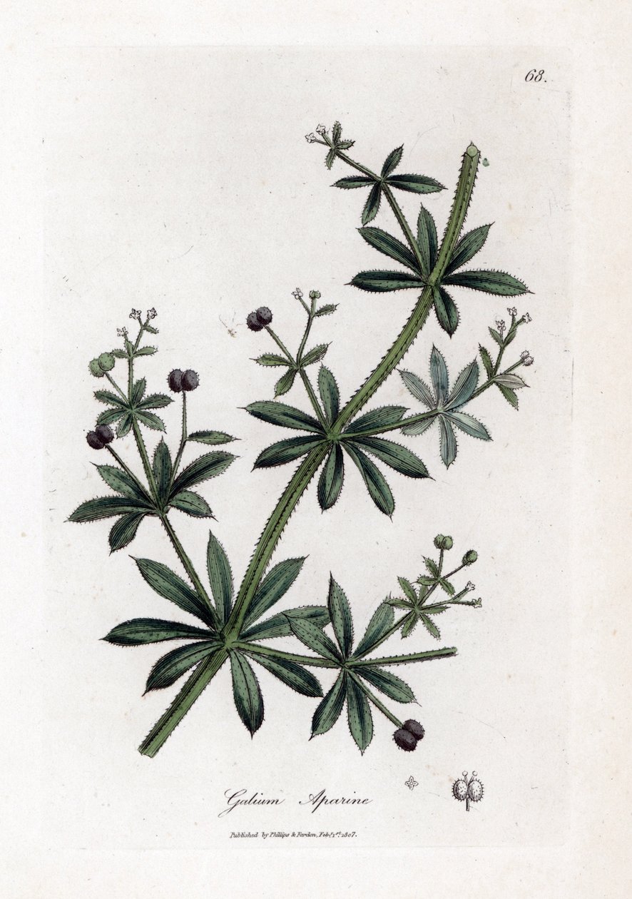 Açúcar de anis ou scatteron - Clareadores ou erva de ganso, Calium aparine. Gravura em chapa de cobre colorida à mão a partir de uma ilustração botânica de James Sowerby de William Woodville e Sir William Jackson Hooker