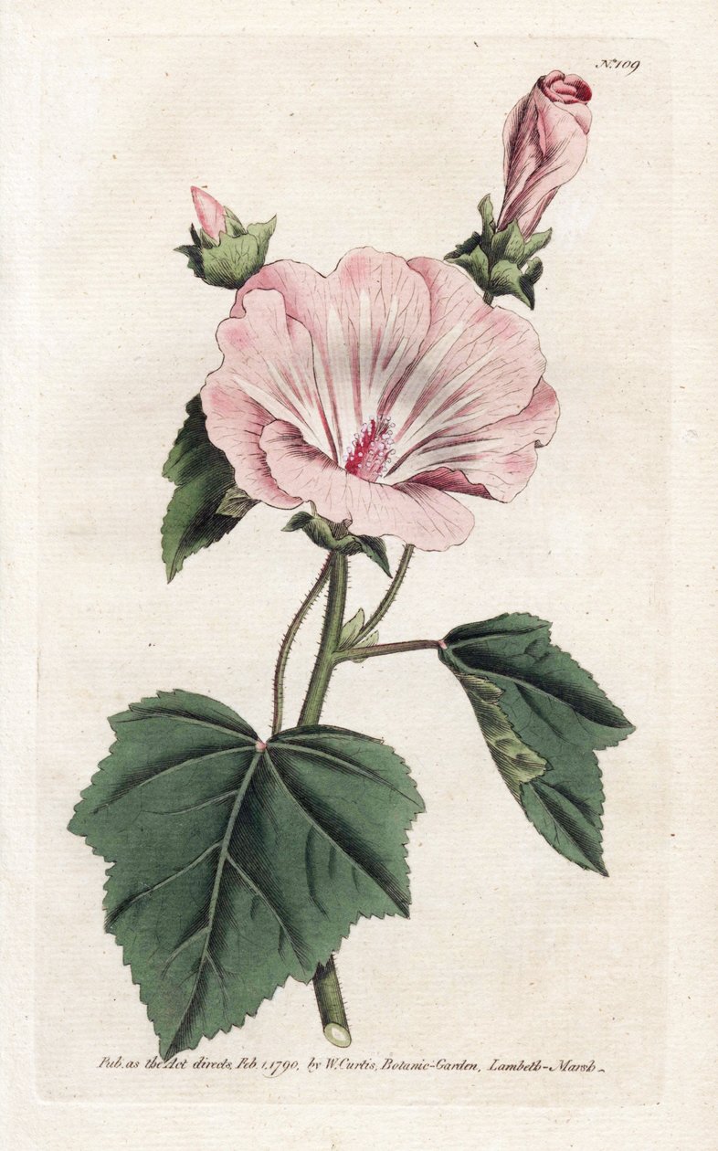 Lavatório anual roxo ou trimestral - Litografia de James Sowerby (1757-1822), da Revista Botânica de William Curtis (1746-1799) de James Sowerby