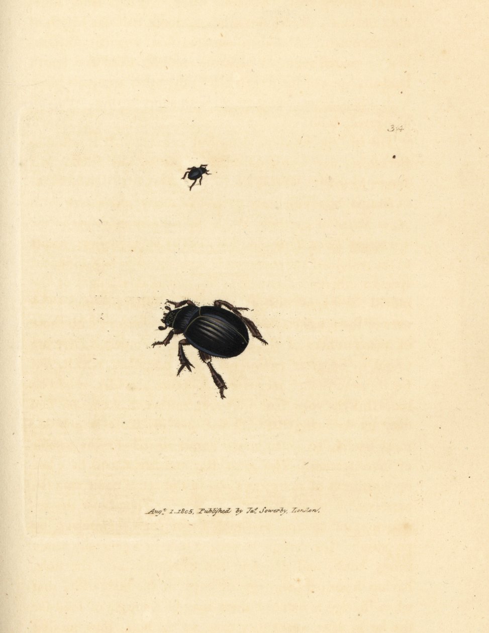 Escaravelho de Afodius arenarius (Scarabaeus ovalis). Gravura em chapa de cobre colorida à mão por James Sowerby de The British Miscellany, ou figuras coloridas de novos, raros, ou pouco conhecidos sujeitos animais. de James Sowerby