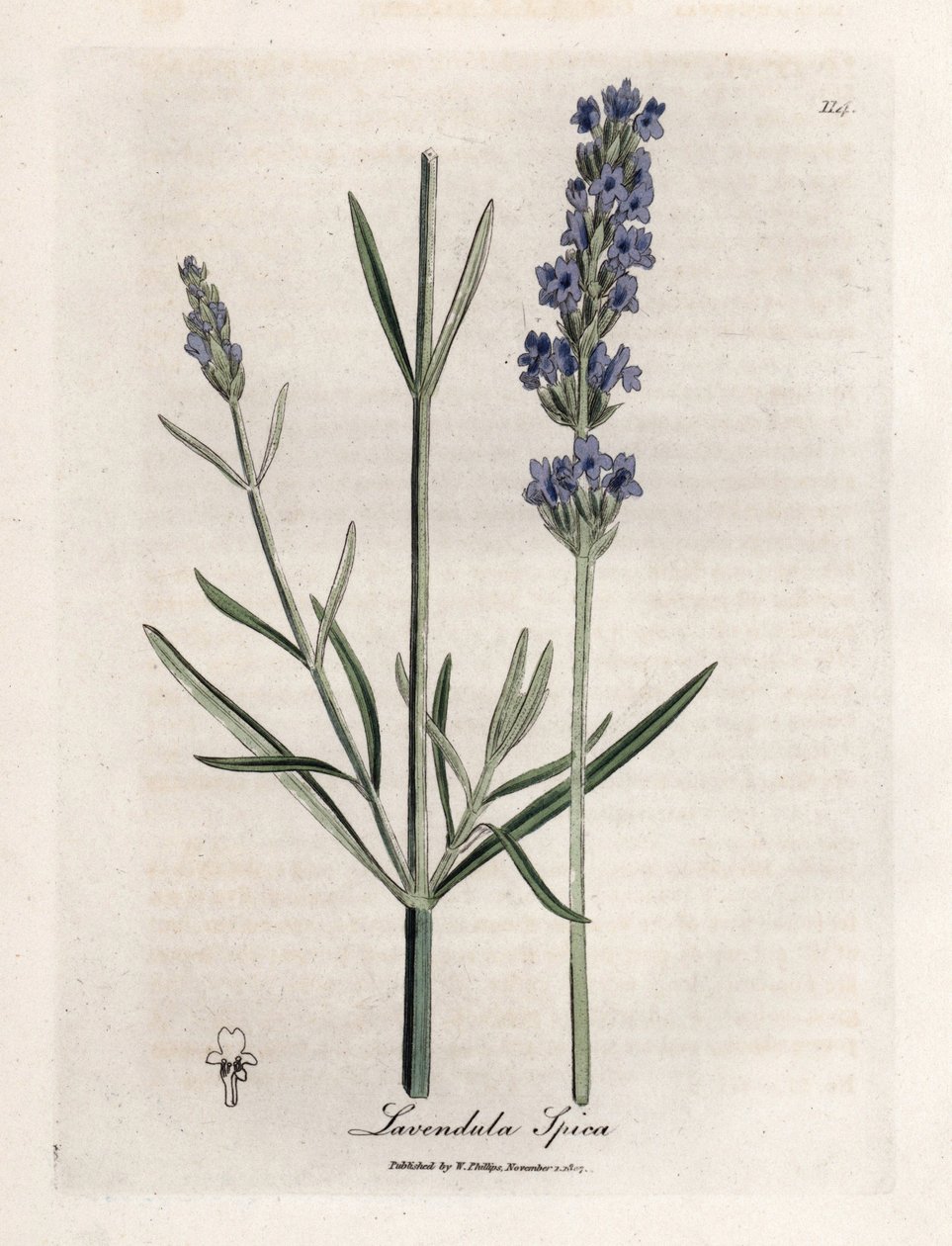 Alfazema apic. Gravura em cobre colorido à mão a partir de um desenho de James Sowerby (1757-1822), em Botanique Medicinale de James Sowerby