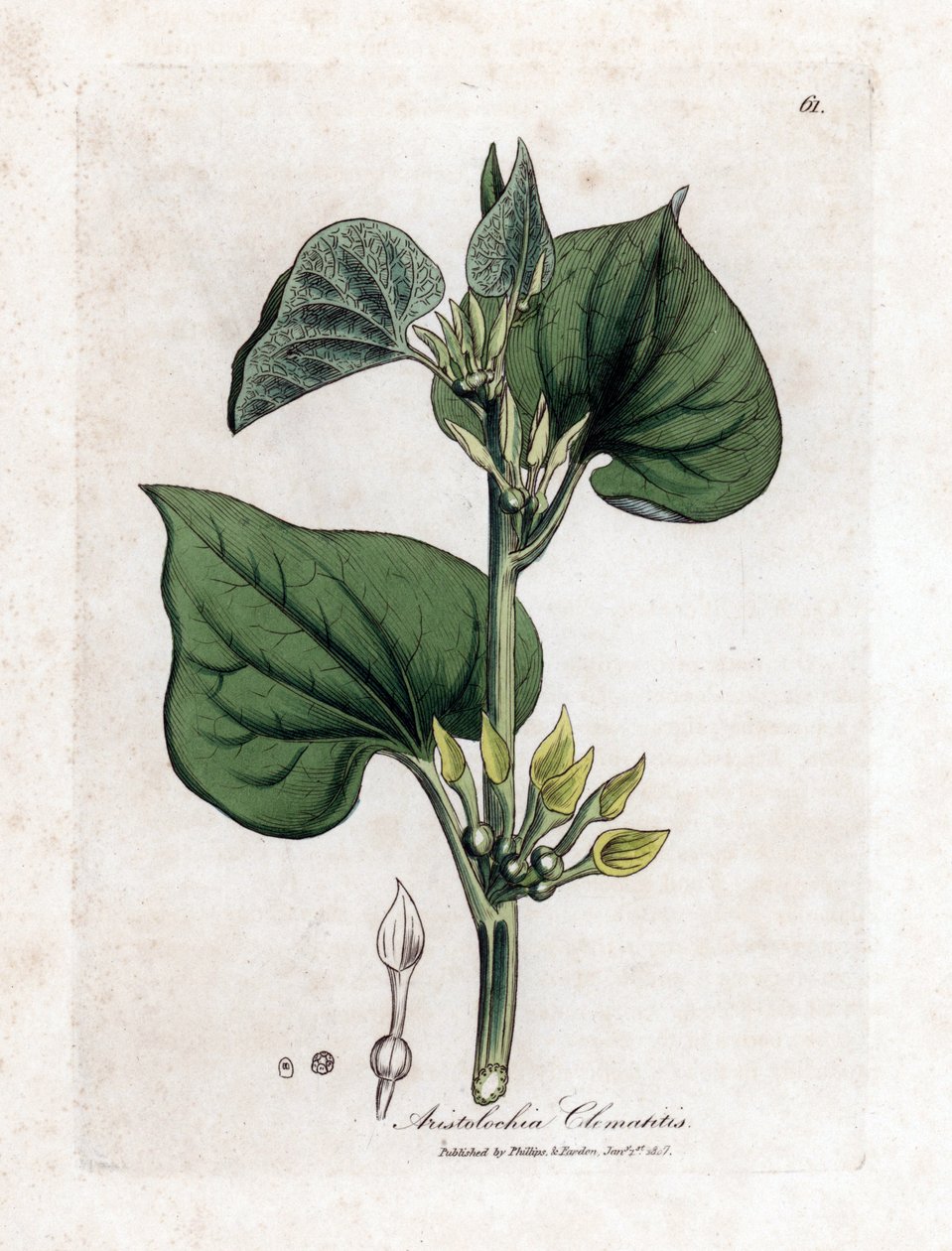 Aristoloche clematite - Aristolochia clematitis, Aristolochia clematitis. Gravura em chapa de cobre colorida à mão a partir de uma ilustração botânica de James Sowerby de William Woodville e Sir William Jackson Hooker
