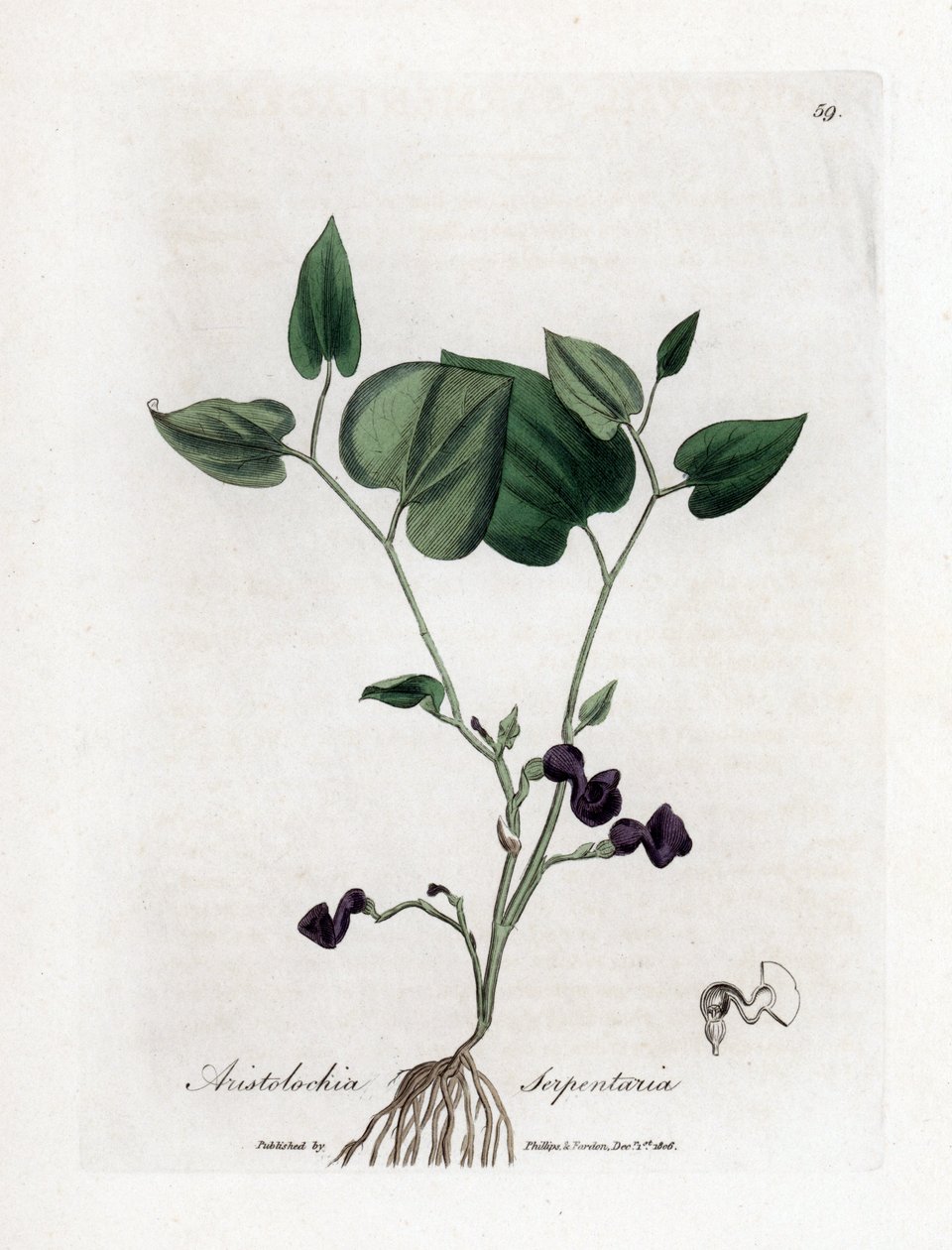 Aristoloche variete - Aristolochia serpentaria, Aristolochia serpentaria. Gravura em chapa de cobre colorida à mão a partir de uma ilustração botânica de James Sowerby de William Woodville e Sir William Jackson Hooker