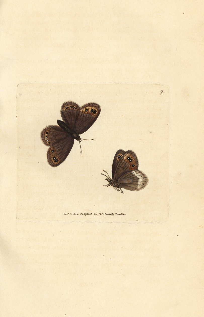 Arran brown, Erebia ligea (Papilio ligea). Gravura em chapa de cobre colorida à mão por James Sowerby de The British Miscellany, ou figuras coloridas de novos, raros, ou pouco conhecidos sujeitos animais. de James Sowerby