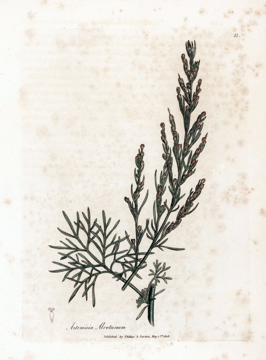 Aurona ou erva-limão ou erva-salvada - Southernwood, Artemisia abrotanum. Gravura em chapa de cobre colorida à mão a partir de uma ilustração botânica de James Sowerby de William Woodville e Sir William Jackson Hooker