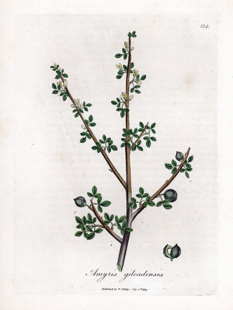 Bálsamo de Meca ou Bálsamo de Galaad - Bálsamo de Meca, Commiphora gileadensis. Gravura em chapa de cobre colorida à mão a partir de uma ilustração botânica de James Sowerby de William Woodville e Sir William Jackson Hooker