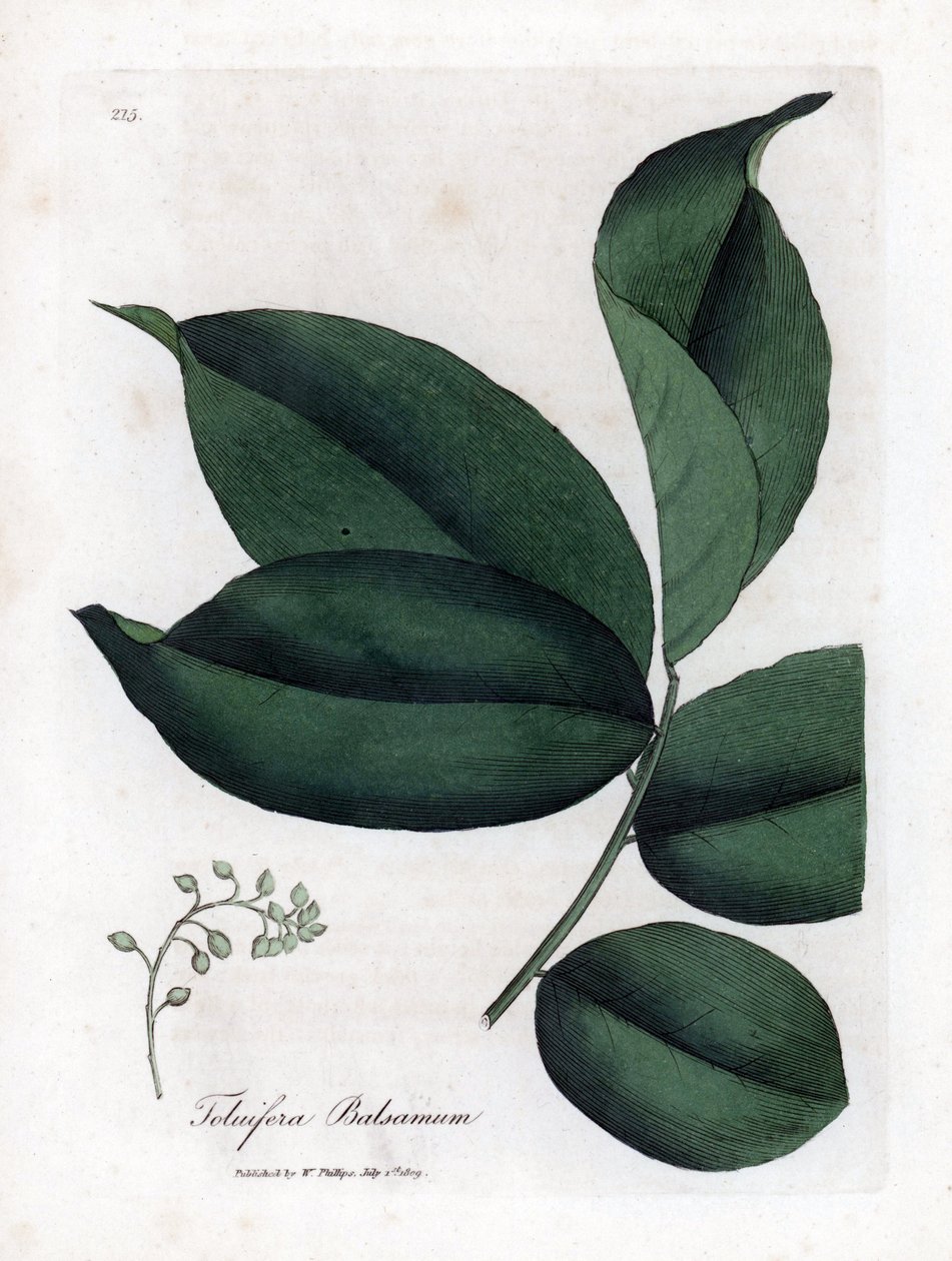 Bálsamo de Tolueira, Myroxylon toluifera balsamum. Gravura em chapa de cobre colorida à mão a partir de uma ilustração botânica de James Sowerby de William Woodville e Sir William Jackson Hooker