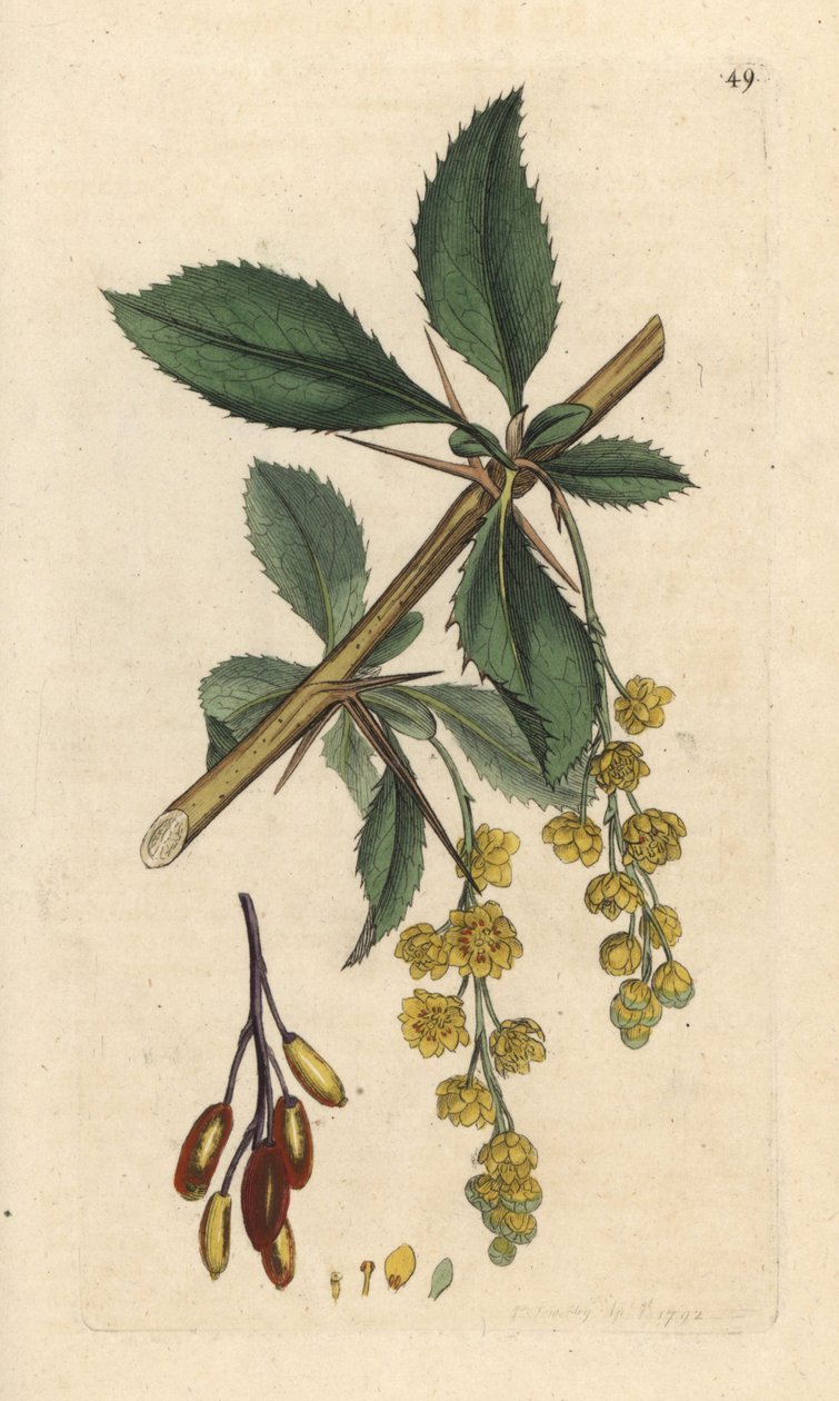 Barberry, Berberis vulgaris (Vinettier ou l¿spine-barberry) Gravação em chapa de cobre colorida à mão depois de uma ilustração de James Sowerby de James Smith