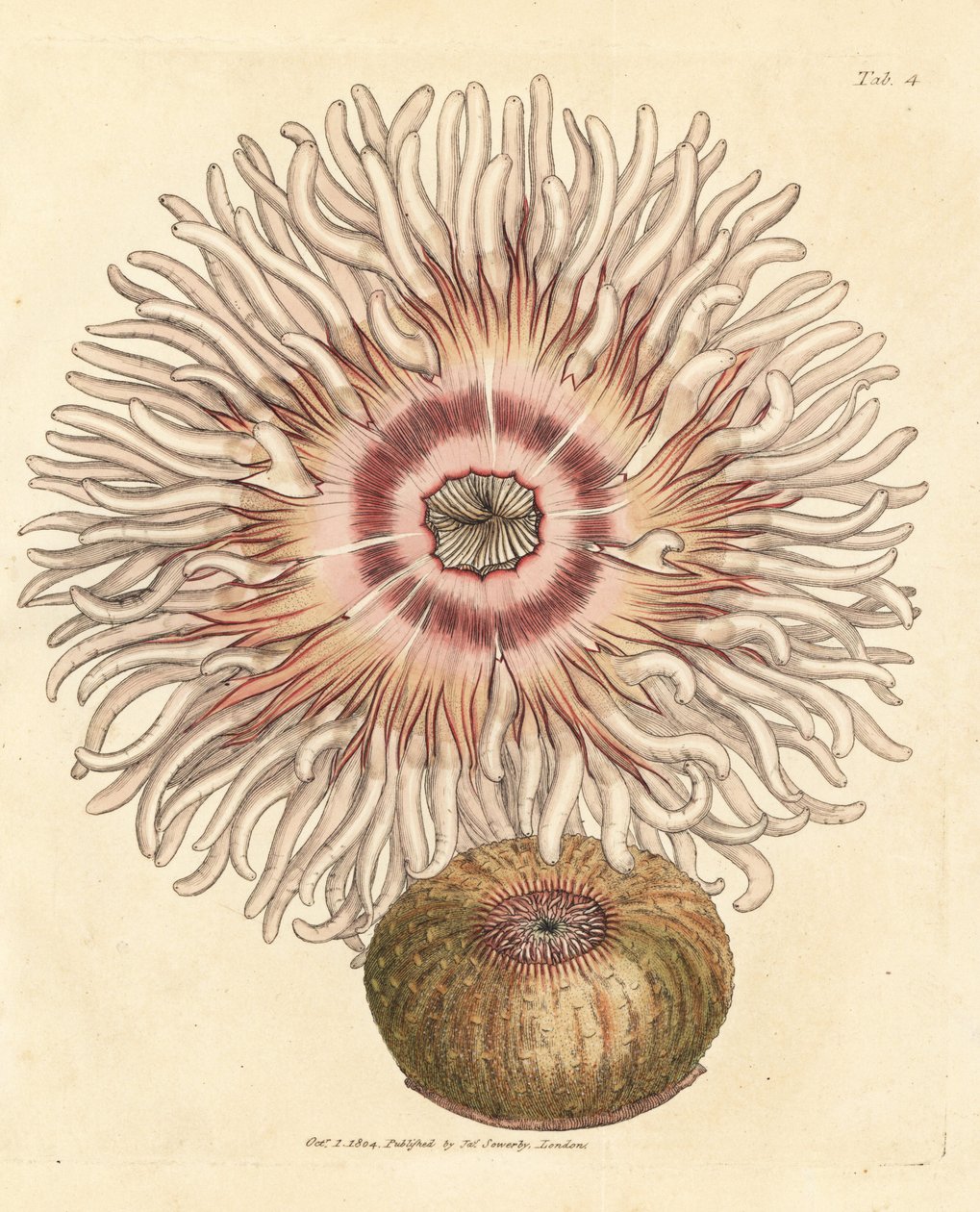 Anémona de Beadlet, Actinia equina. Gravura em chapa de cobre colorida à mão por James Sowerby de The British Miscellany, ou figuras coloridas de novos, raros, ou pouco conhecidos sujeitos animais. de James Sowerby