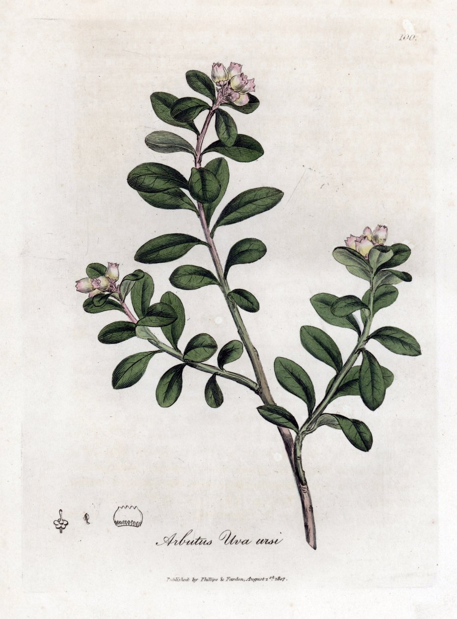 Uva de urso ou uva-ursi - Árvore de arrastamento ou uva-ursi, Arctostaphylos uva-ursi. Gravura em chapa de cobre colorida à mão a partir de uma ilustração botânica de James Sowerby de William Woodville e Sir William Jackson Hooker
