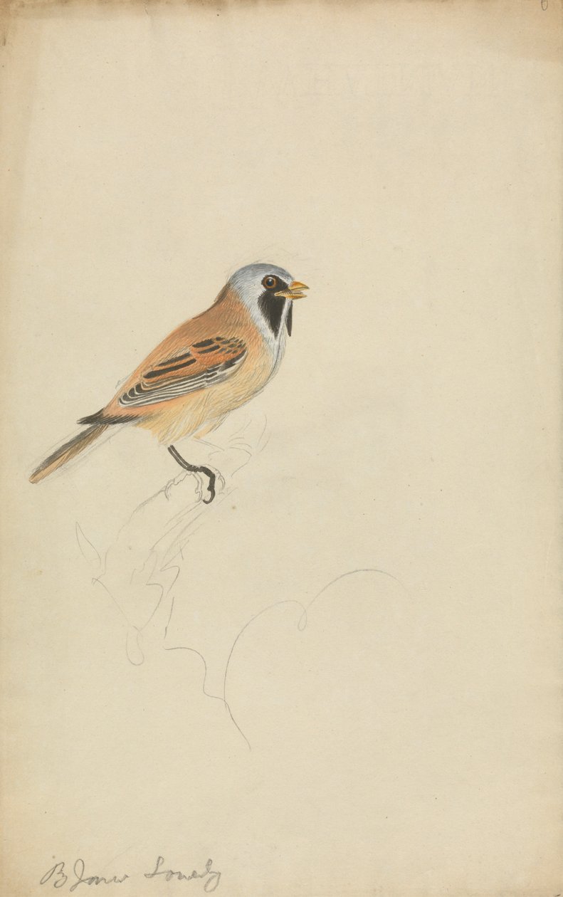 Titmouse barbudo de James Sowerby