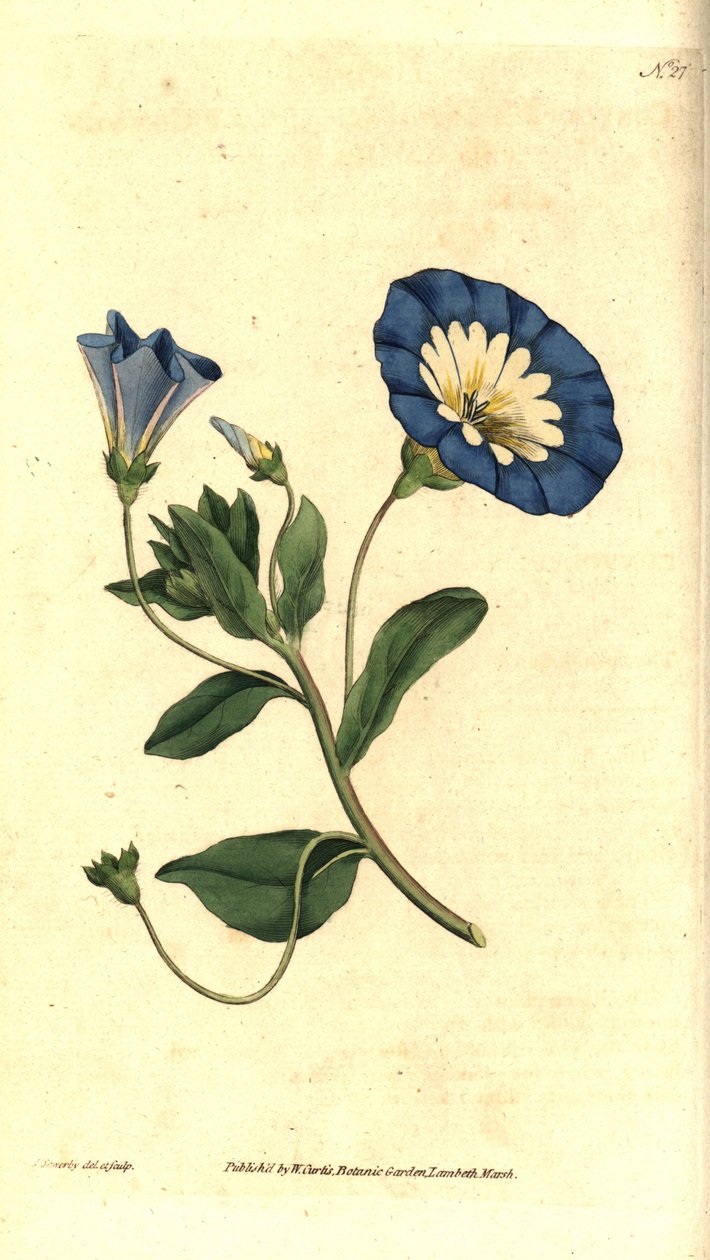 Lindo dia ou bindweed tricolor - Bindweed pequeno, Convolvulus tricolor. Gravura e ilustração botânica de James Sowerby da revista The Botanical Magazine de William Curtis, Lambeth Marsh, Londres de James Sowerby
