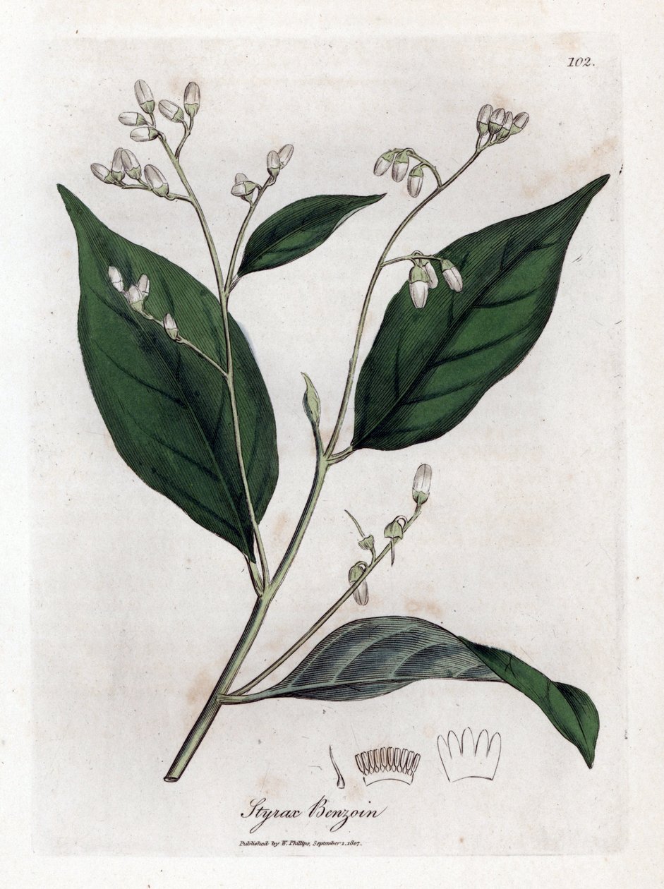Benjoim - árvore de Benjamim, benjoim Styrax. Gravura em chapa de cobre colorida à mão a partir de uma ilustração botânica de James Sowerby de William Woodville e Sir William Jackson Hooker