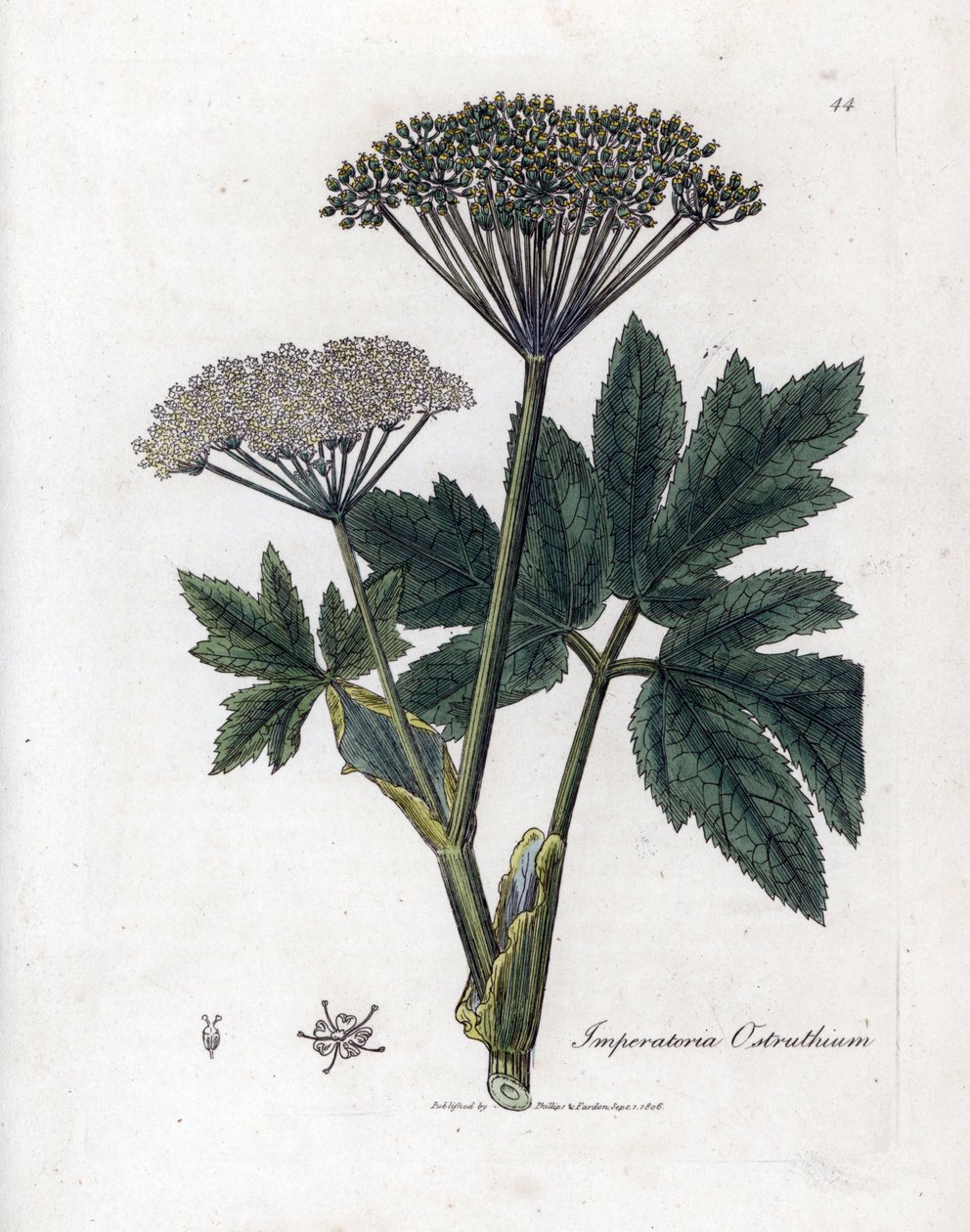 Benjoim ou Imperatoria - Mamífero comum, Imperatoria ostruthium. Gravura em chapa de cobre colorida à mão a partir de uma ilustração botânica de James Sowerby de William Woodville e Sir William Jackson Hooker