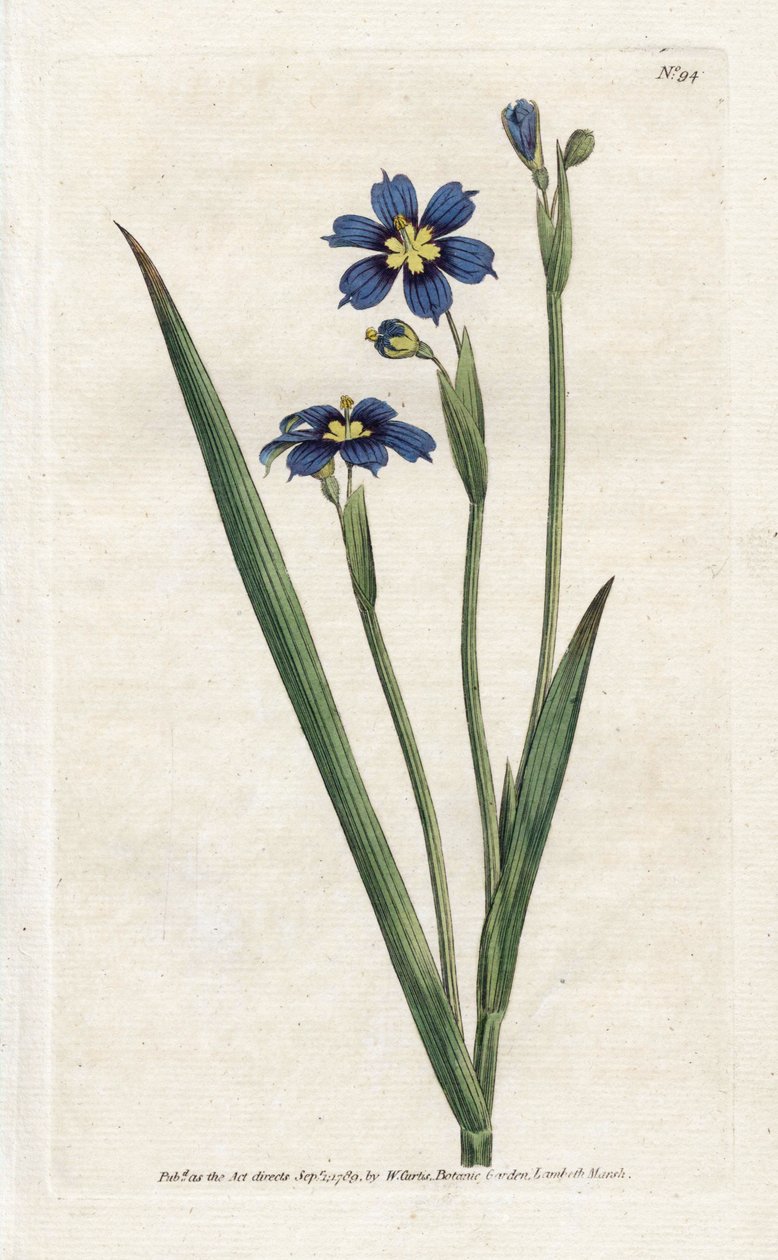 Bermuda com folhas estreitas - Litografia de James Sowerby (1757-1822), da revista Botanical de William Curtis (1746-1799) de James Sowerby