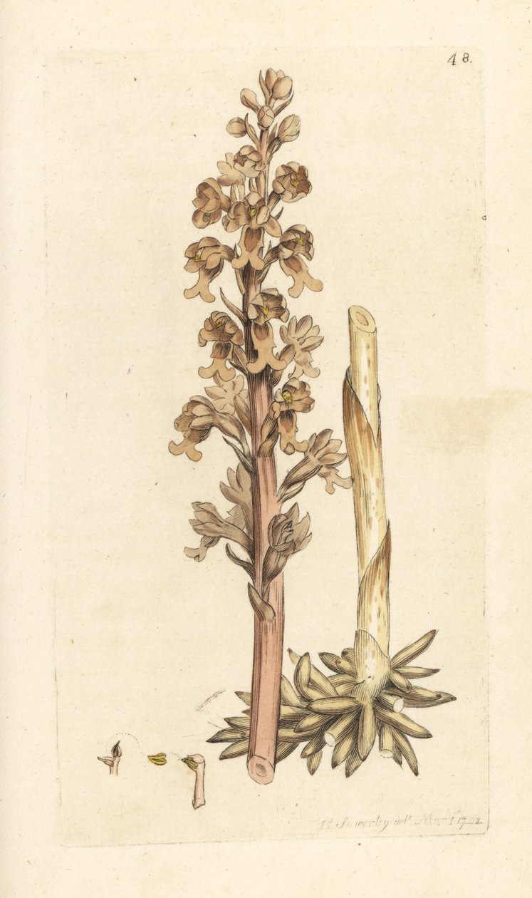 Orquídea ninho de pássaros, Neottia nidus-avis (Orquídea ninho de pássaros, Ophrys nidus-avis). Gravura em chapa de cobre colorida à mão depois de uma ilustração de James Sowerby de James Smith