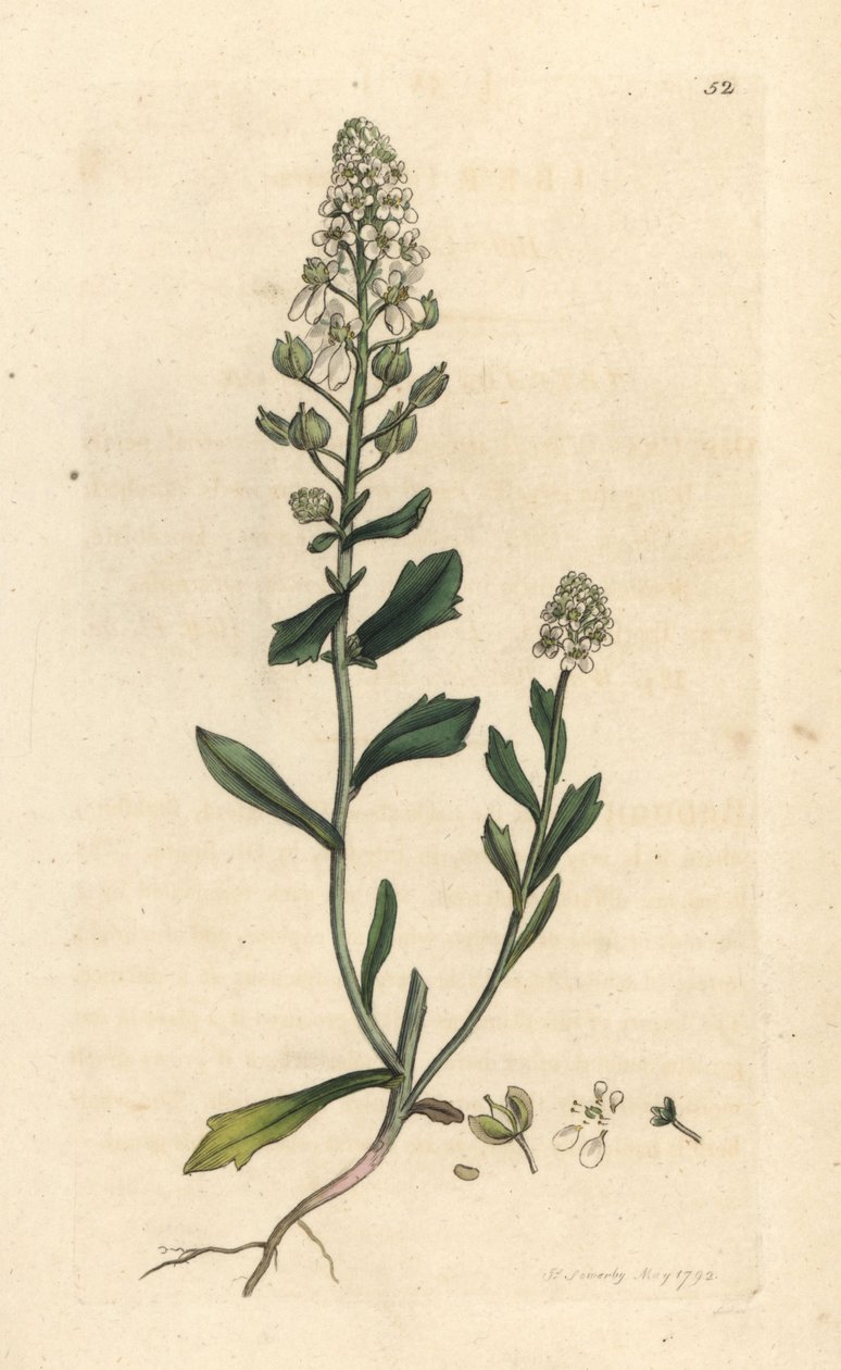 Bitter candytuft, Iberis amara. Gravura em chapa de cobre colorida à mão depois de uma ilustração de James Sowerby, de James Smith