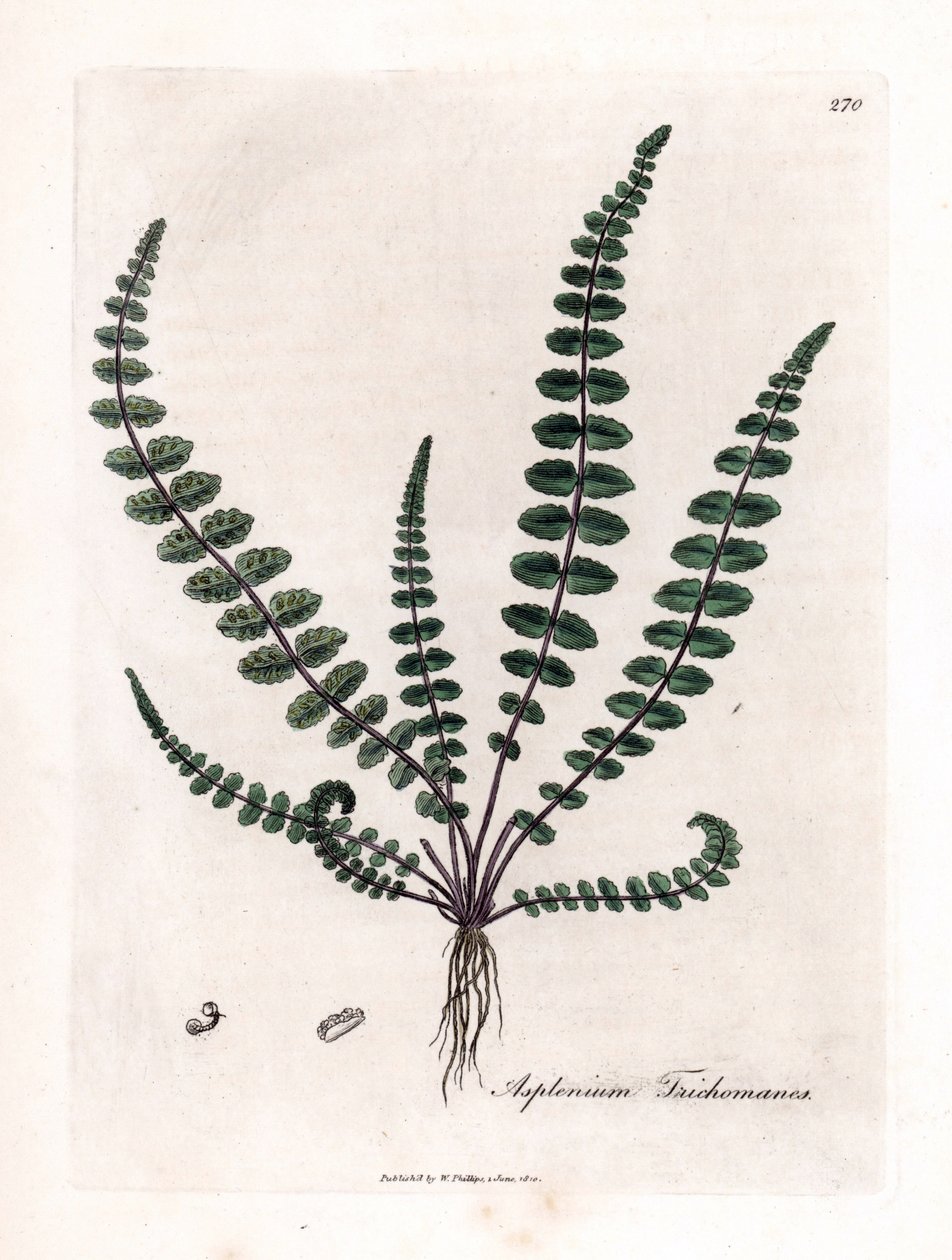 Doradilla preta ou falso capilar (samambaia) - samambaia ou baço comum, Asplenium trichomanes. Gravura em chapa de cobre colorida à mão a partir de uma ilustração botânica de James Sowerby de William Woodville e Sir William Jackson Hooker