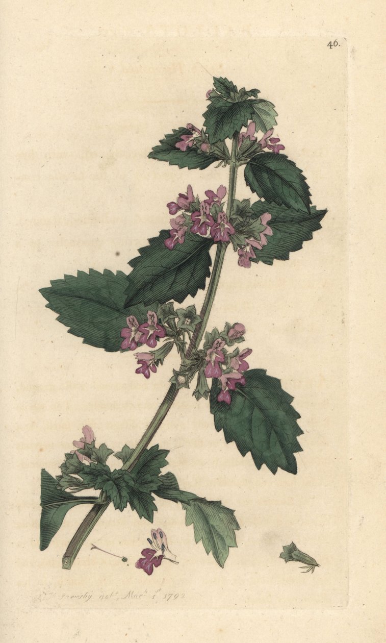 Black horehound, Ballota nigra (Ballote noire) Gravura em chapa de cobre colorida à mão depois de uma ilustração de James Sowerby da revista inglesa Botany de James Smith, Londres de James Sowerby