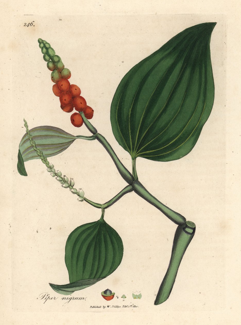 Pimenta preta, Piper nigrum de James Sowerby