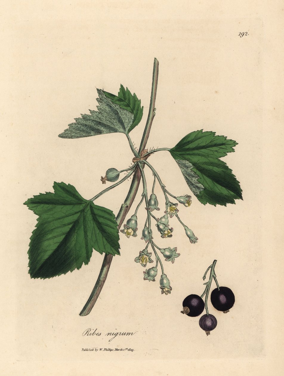 Árvore de groselha-negra, Ribes nigrum de James Sowerby