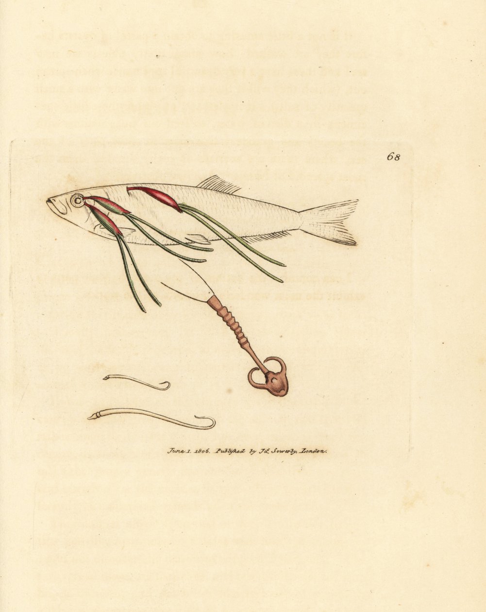 Parasita de copépode alimentado com sangue no olho de um spray, Lernaeenicus sprattae (Lernaea sprattae). E outro verme estranho encontrado sobre uma concha de ostra. Gravura em chapa de cobre colorida à mão por James Sowerby de The British Miscellany, ou  de James Sowerby