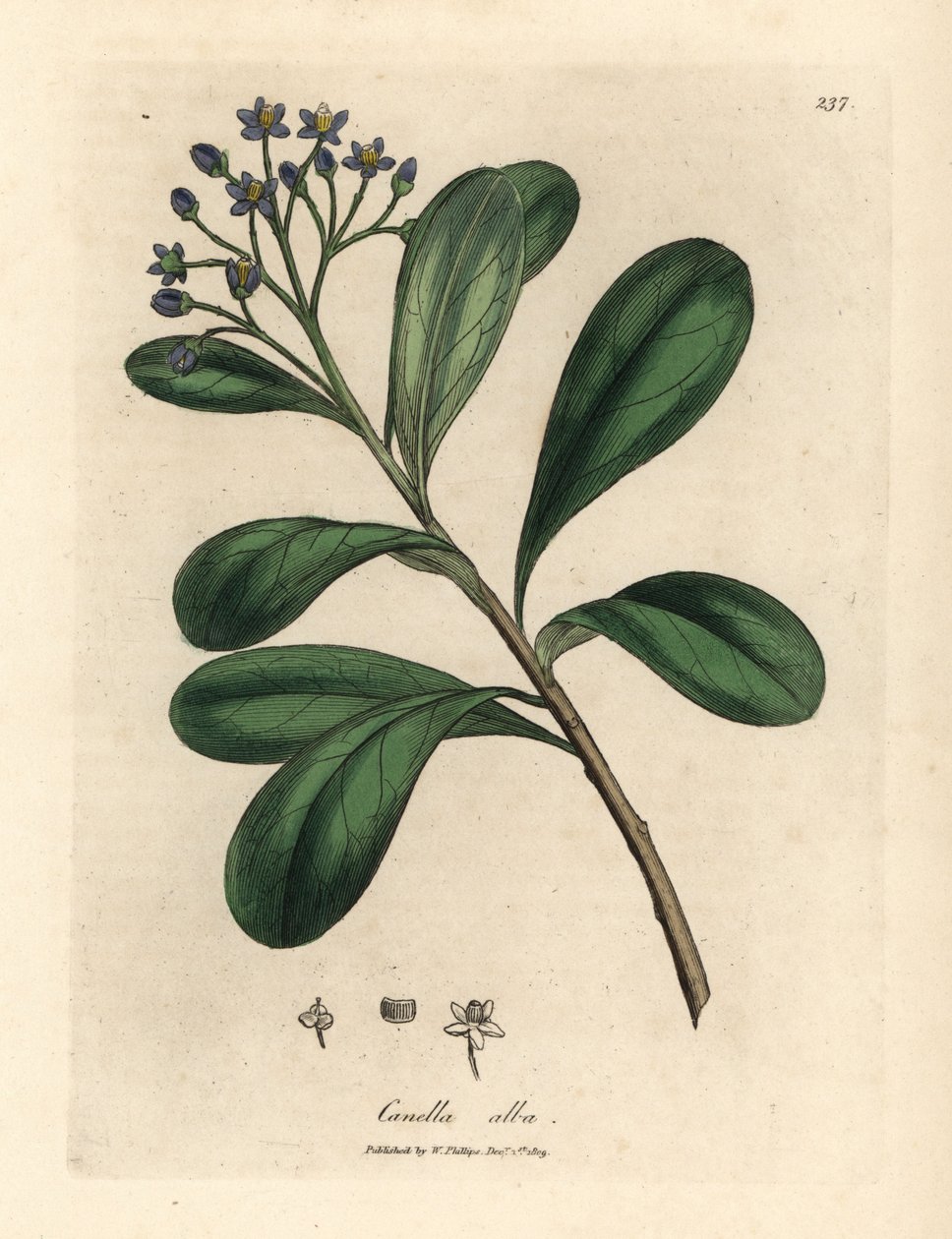 Canela de flor azul, Canella alba, Canella winterana de James Sowerby