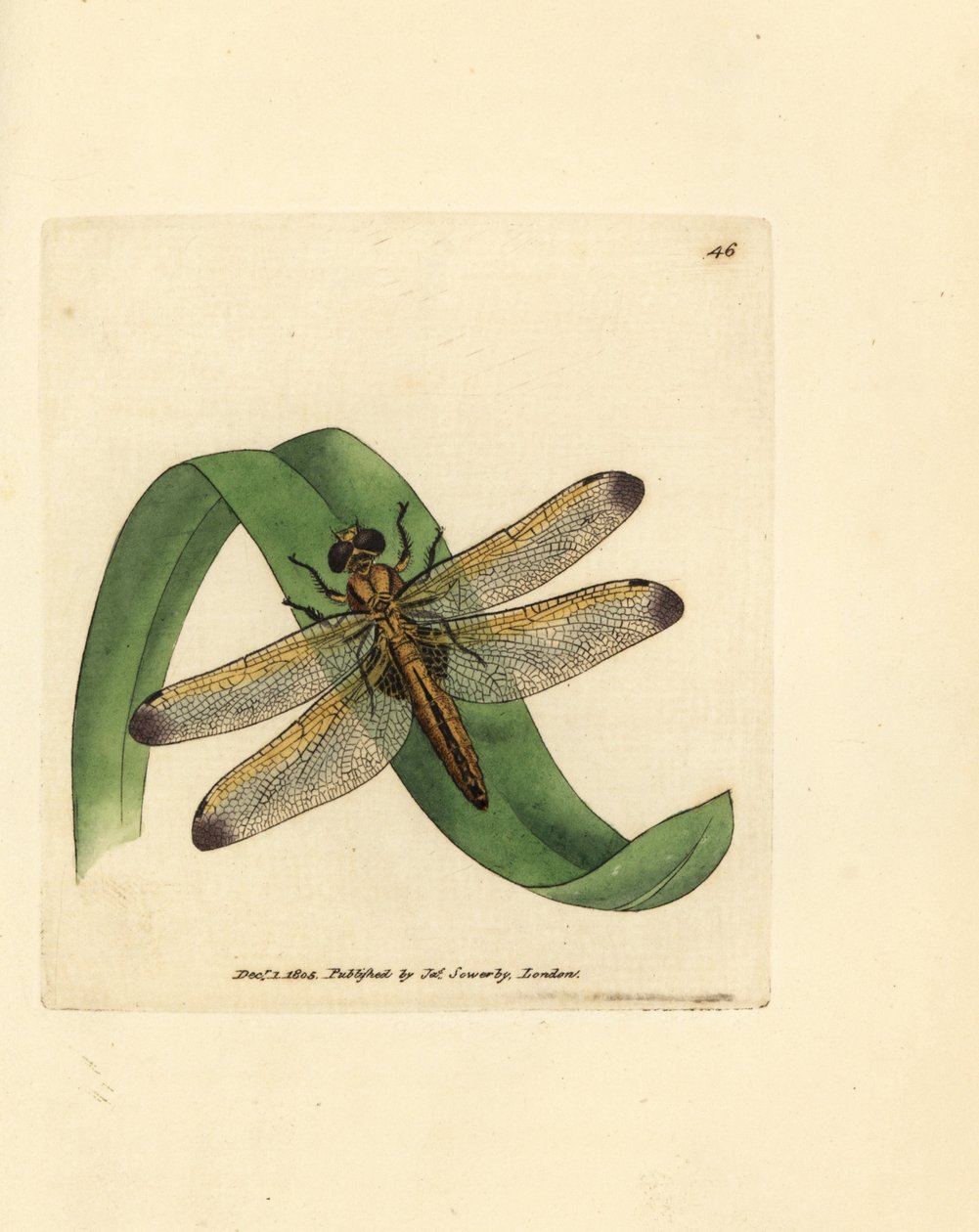 Caçador azul, Libellula fulva (libélula conspurcata, Libellula conspurcata). Gravura em chapa de cobre colorida à mão por James Sowerby de The British Miscellany, ou figuras coloridas de novos, raros, ou pouco conhecidos sujeitos animais. de James Sowerby