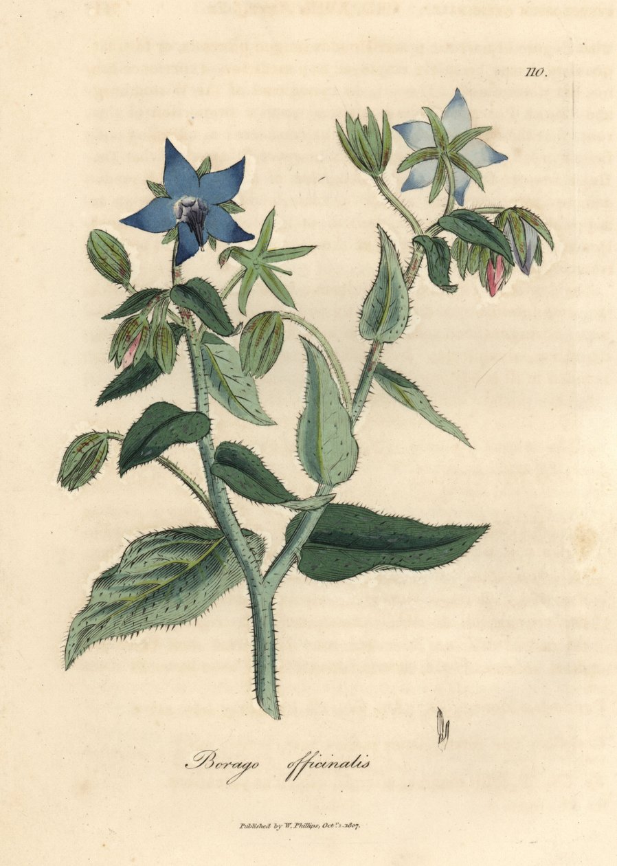 Borragem florida azul, Borago officinalis de James Sowerby