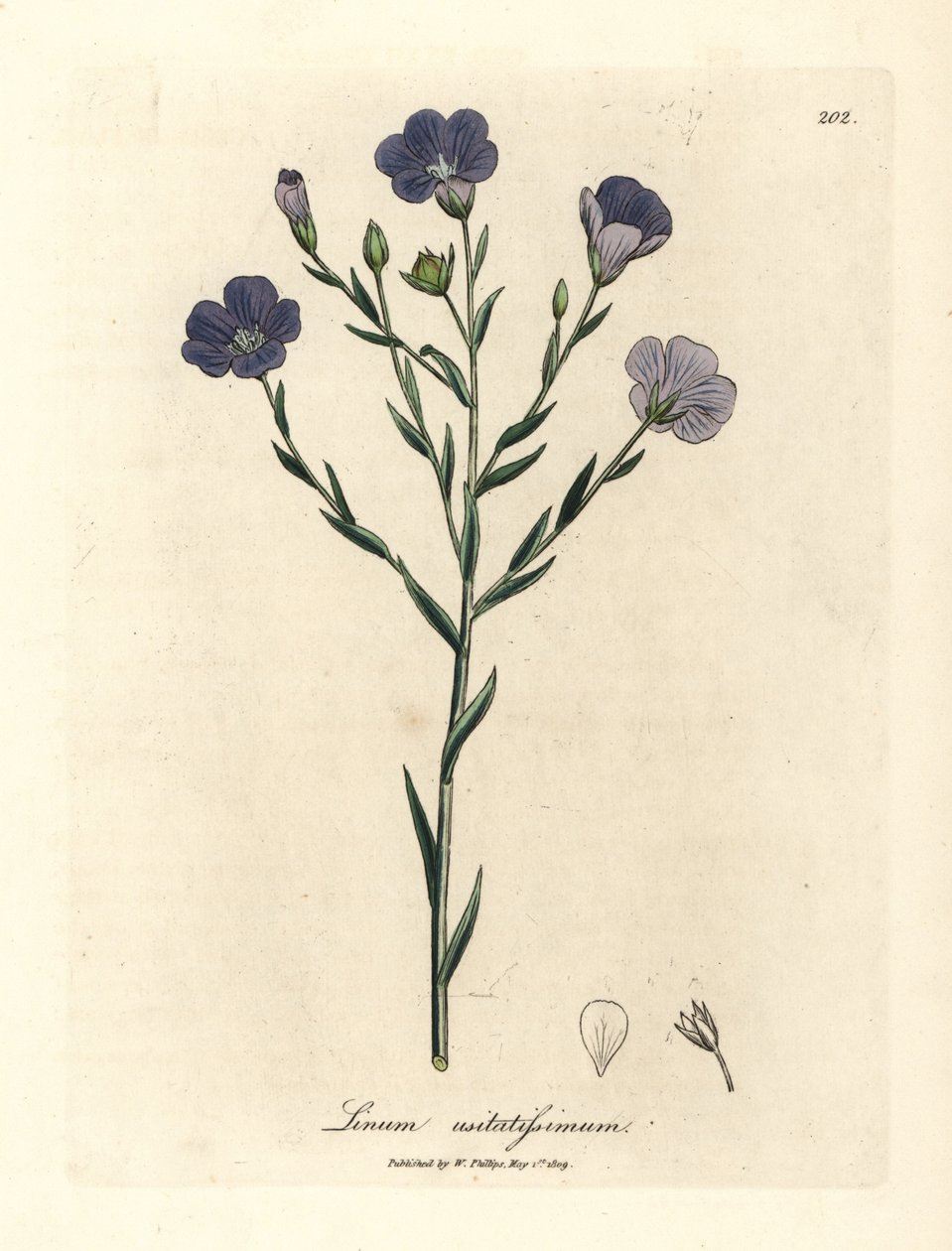Linho florido azul, Linum usitatissimum de James Sowerby