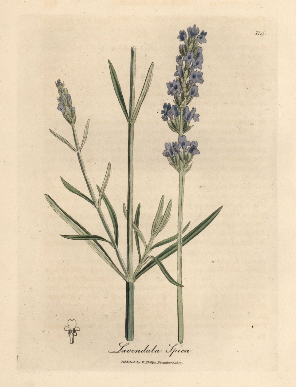 Lavanda azul florida, Lavandula spica de James Sowerby