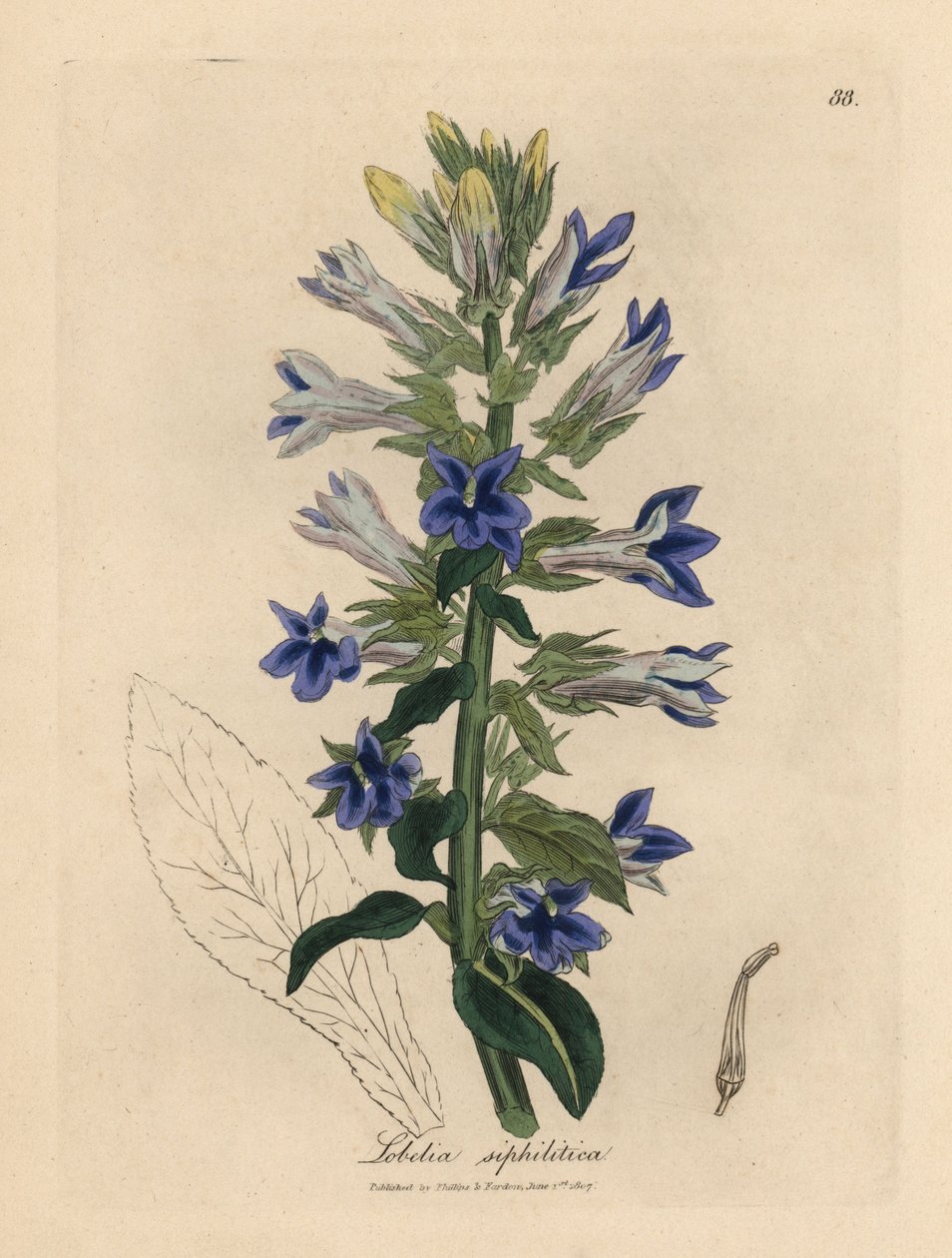 Lobélia azul florida ou flor cardinal, Lobélia sifilitica de James Sowerby