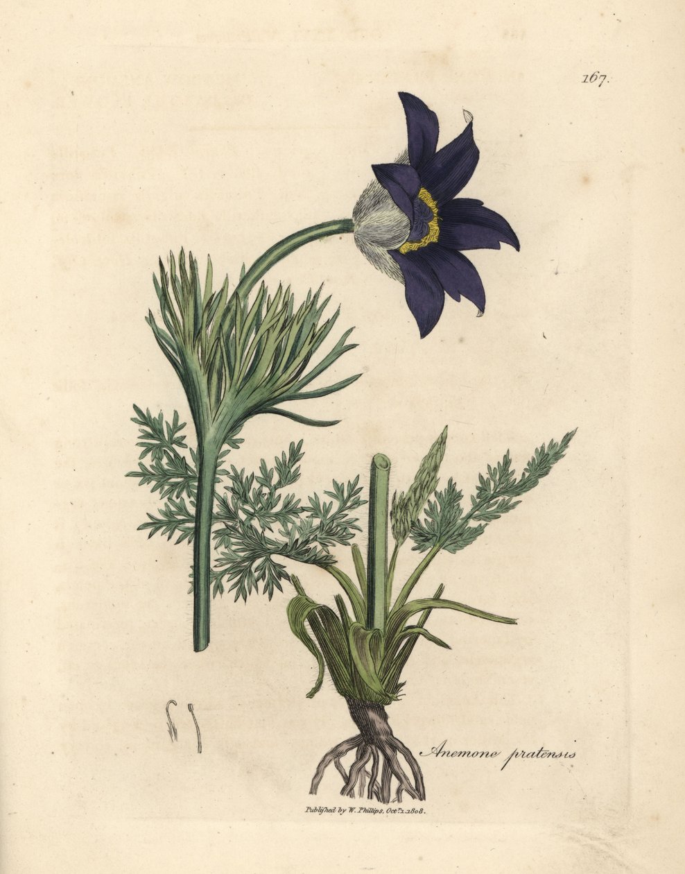 Anémona azul florida de prado ou flor pasqueada, Anemone pratensis de James Sowerby