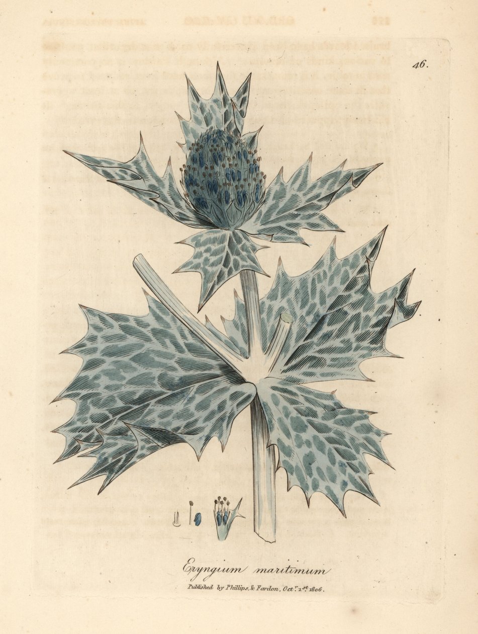 Azevinho azul florido ou eryngo, Eryngium maritinum de James Sowerby