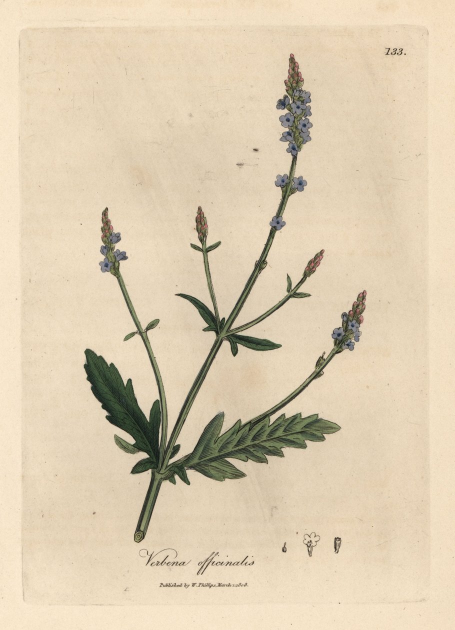 Verbena azul florida, Verbena officinalis de James Sowerby