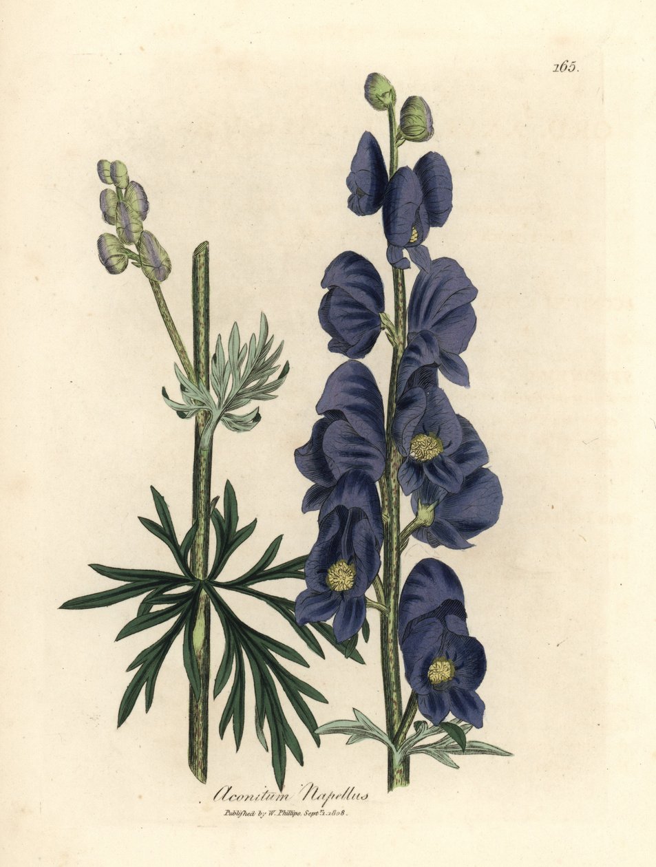 Aconitum napellus, Aconitum napellus, banana de lobo azul florido ou capuz de monge de James Sowerby