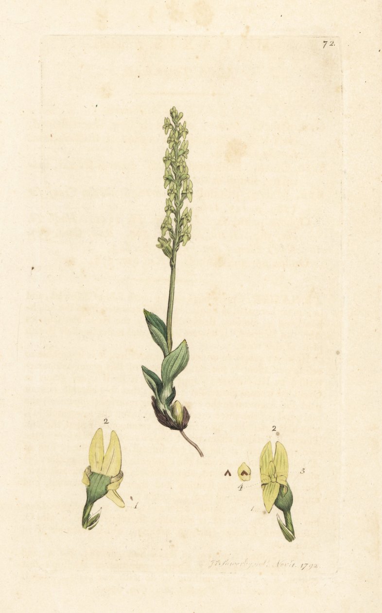 Orquídea de pântano, Hammarbya paludosa (Marsh tway-blade, Malaxis paludosa). Gravura em chapa de cobre colorida à mão depois de uma ilustração de James Sowerby, de James Smith