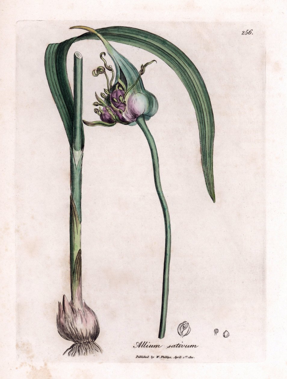 Quadro botânico: Cultivo de alho (Allium sativum) mostrando bulbo, folhas e flores roxas. Gravura em cobre colorido à mão a partir de uma ilustração de James Sowerby. Excerto do livro de William Woodville e Sir William Jackson Hooker "Botanique medic de James Sowerby