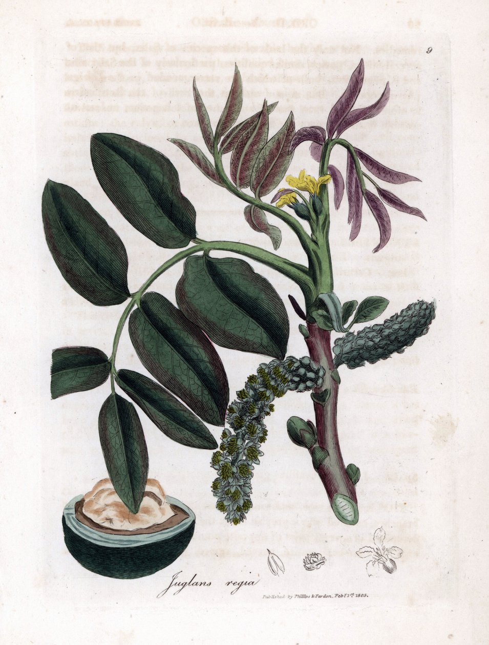 Tábua botânica: folhas, plantas e frutos de nozes Folhas, flor amarela e noz da nogueira comum, Juglans regia. Gravura em chapa de cobre colorida à mão a partir de uma ilustração botânica de James Sowerby de William Woodville e Sir William Jackson Hooker