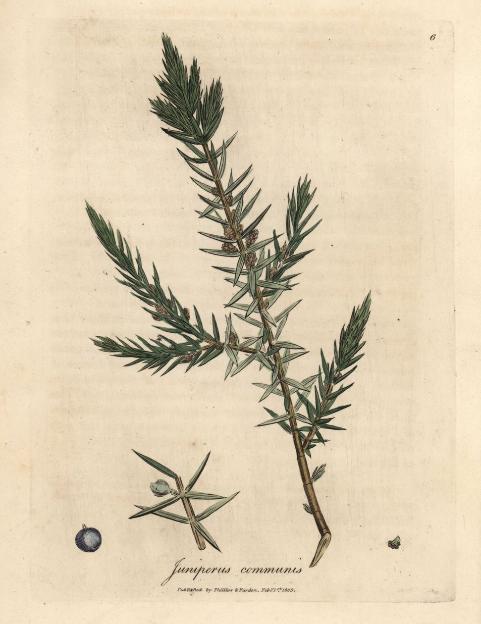 Ramo e bagas de zimbro comum, Juniperus communis de James Sowerby