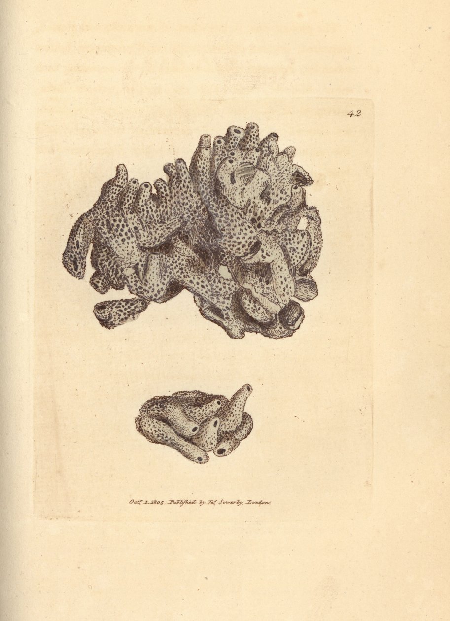 Breadcrumb sponge, Halichondria panicea (esponja tubular compacta; Spongia compacta). Gravura em chapa de cobre colorida à mão por James Sowerby de The British Miscellany, ou figuras coloridas de novos, raros, ou pouco conhecidos sujeitos animais. de James Sowerby