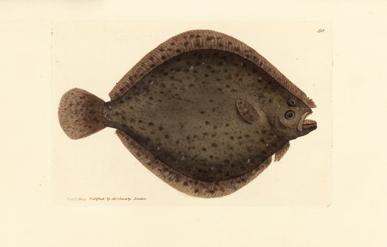 Brill ou kite fish, Scophthalmus rhombus (Pleuronectes rhombus). Gravura em chapa de cobre colorida à mão por James Sowerby de The British Miscellany, ou figuras coloridas de novos, raros, ou pouco conhecidos sujeitos animais. de James Sowerby