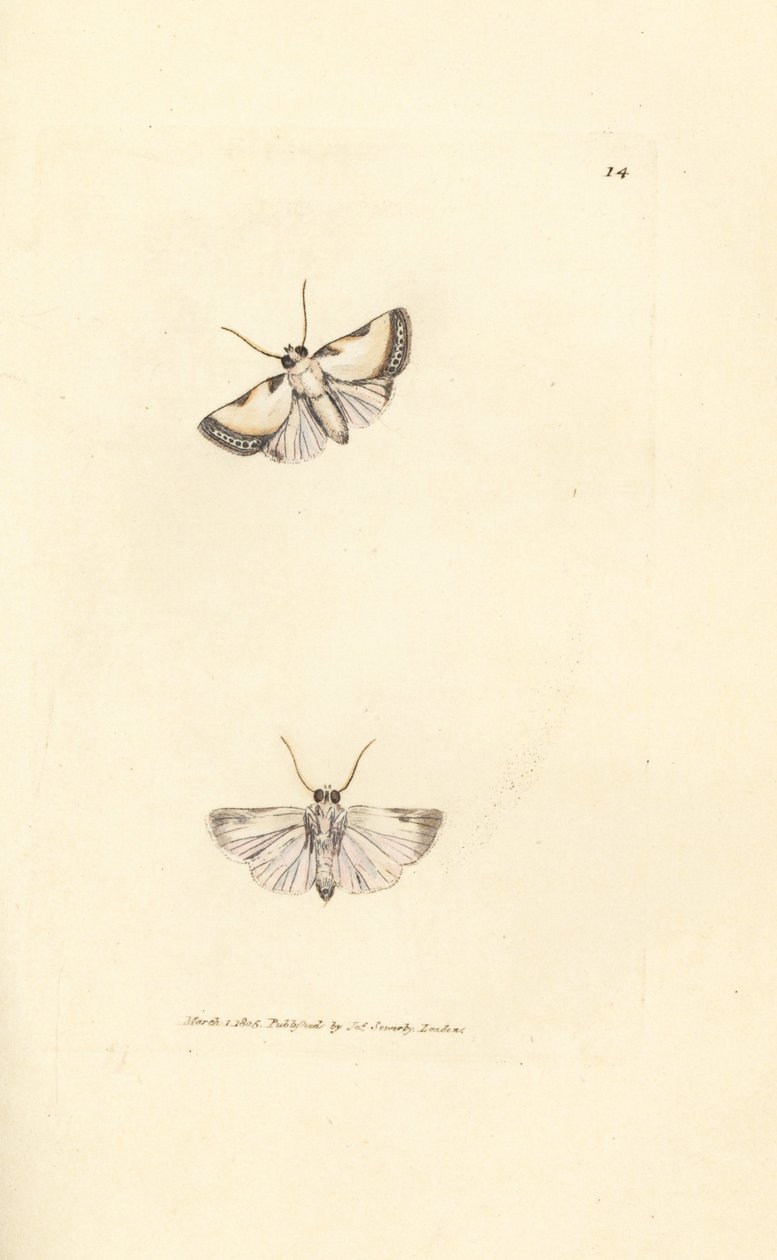 Brixton Beauty, Acontia nitidula (Phalaena catena catena). Gravura em chapa de cobre colorida à mão por James Sowerby de The British Miscellany, ou figuras coloridas de novos, raros, ou pouco conhecidos sujeitos animais. de James Sowerby