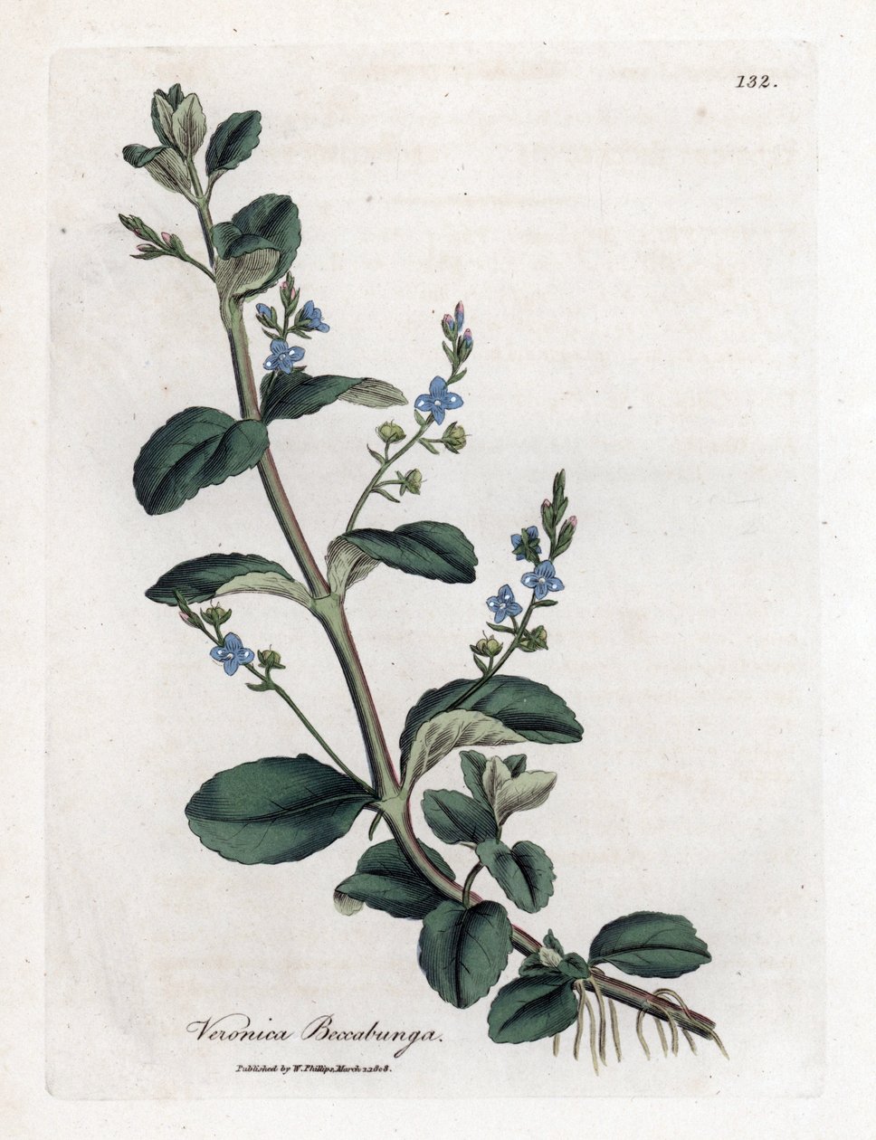 Brooklime speedwell, Veronica beccabunga. Gravura em chapa de cobre colorida à mão a partir de uma ilustração botânica de James Sowerby de William Woodville e Sir William Jackson Hooker