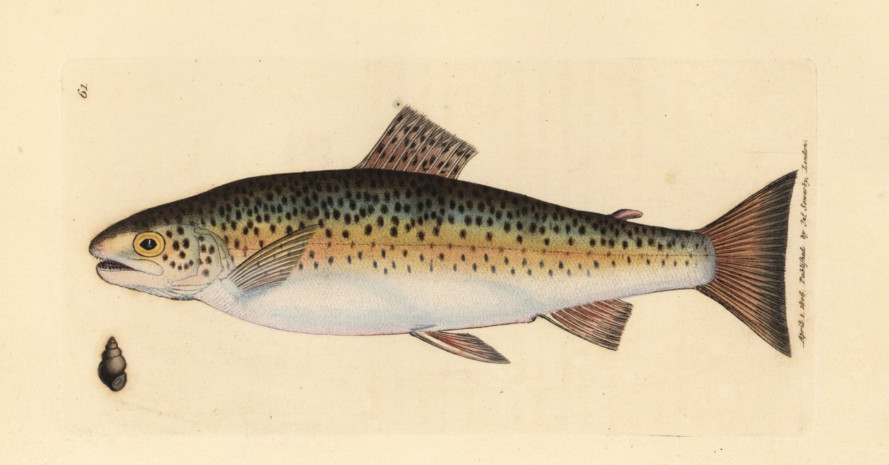 Truta castanha, Salmo trutta fario (Truta Gillaroo, Salmo fario). Gravura em chapa de cobre colorida à mão por James Sowerby de The British Miscellany, ou figuras coloridas de novos, raros, ou pouco conhecidos exemplares de animais. de James Sowerby