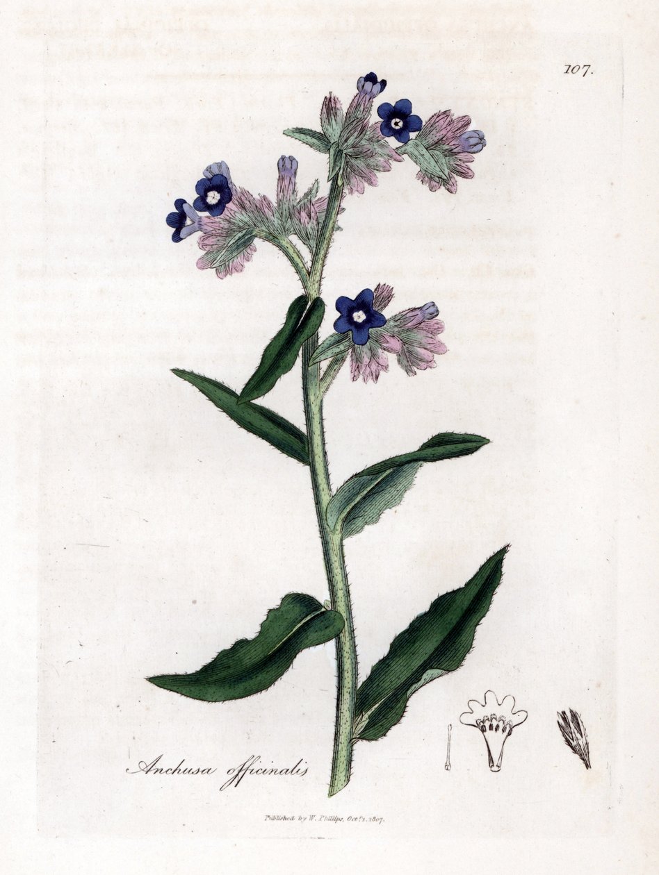 Bugloss officinale - Bugloss, Anchusa officinalis. Gravura em chapa de cobre colorida à mão a partir de uma ilustração botânica de James Sowerby de William Woodville e Sir William Jackson Hooker