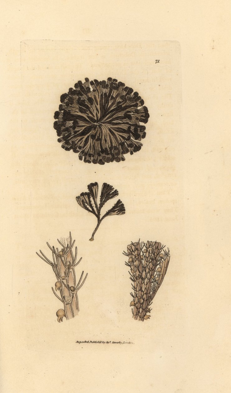 Bugulina avicularia (Flustra avicularis). Gravura em chapa de cobre colorida à mão por James Sowerby de The British Miscellany, ou figuras coloridas de novos, raros, ou pouco conhecidos sujeitos animais. de James Sowerby
