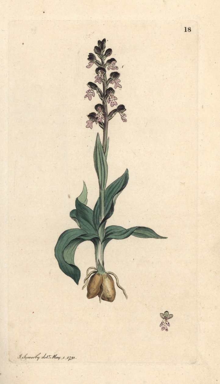 Orquídea de pontas queimadas, Neotinea ustulata (Dwarf orquis, Orchis ustulata). Gravura em chapa de cobre colorida à mão depois de uma ilustração de James Sowerby, de James Smith