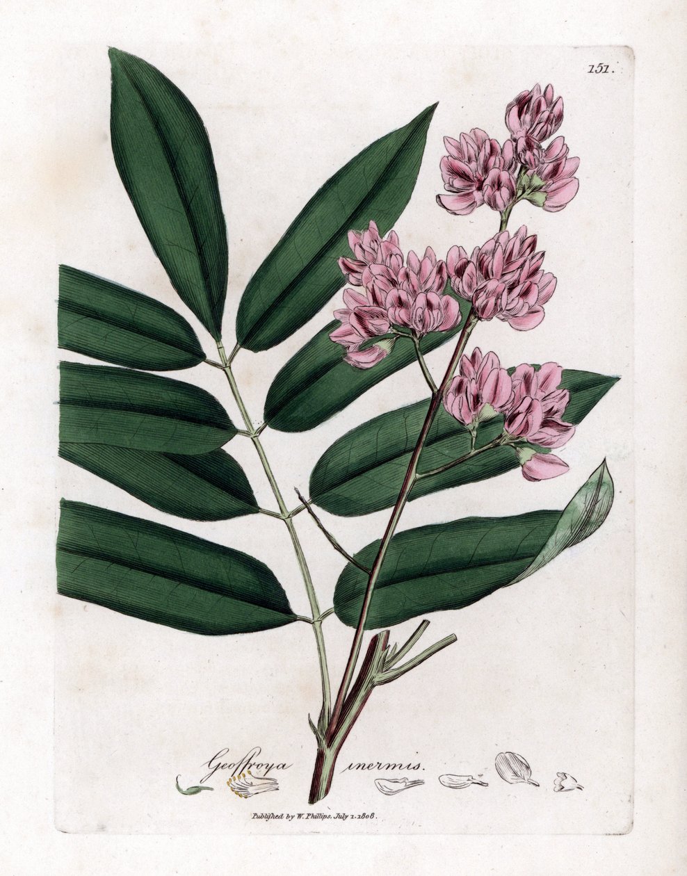 Árvore de repolho ou casca de repolho - Árvore de repolho, Andira inermis. Gravura em chapa de cobre colorida à mão a partir de uma ilustração botânica de James Sowerby de William Woodville e Sir William Jackson Hooker