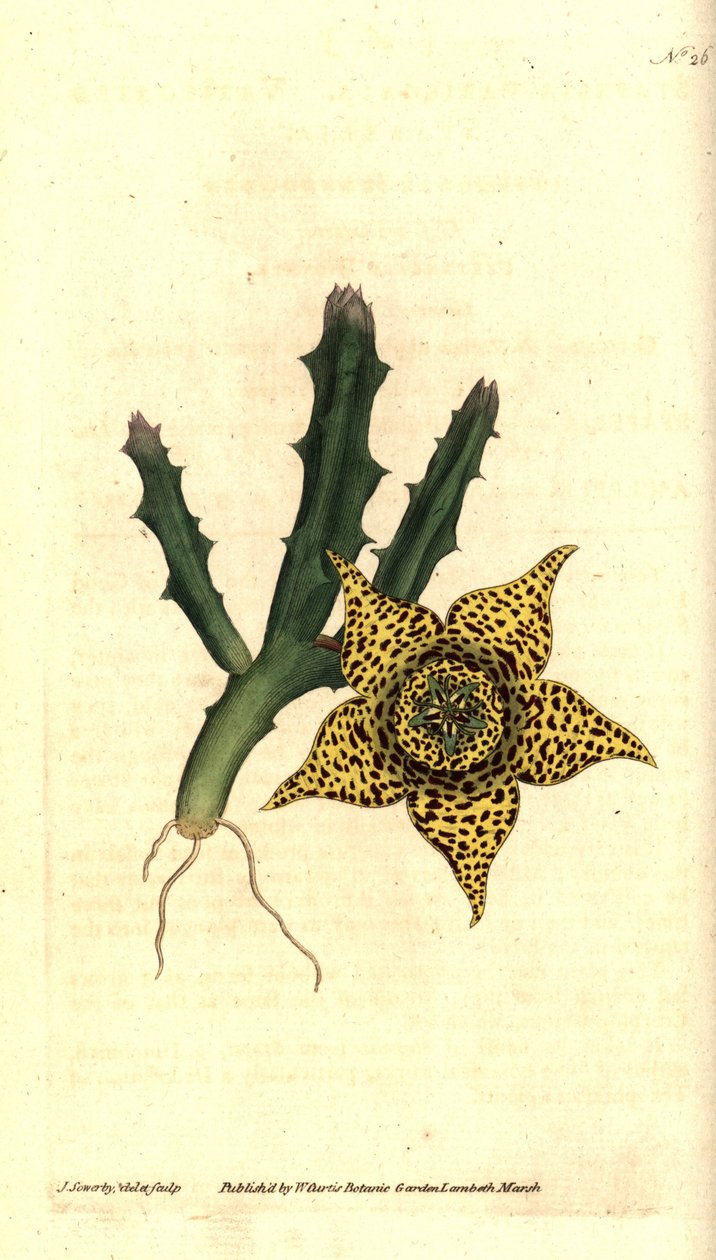 Amido de cacto - Orbea variegata (Stapelia variegata, Stapelia variegata). Gravura e ilustração botânica de James Sowerby de The Botanical Magazine de William Curtis, Lambeth Marsh, Londres de James Sowerby